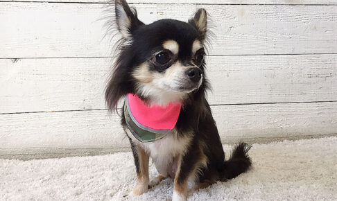 レアちゃんアイキャッチ