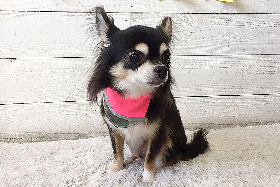 レアちゃんアイキャッチ