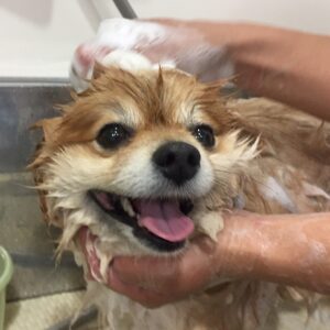 シャンプーポメ