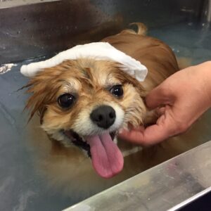 お風呂ポメ