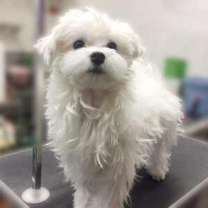 よろしくマルチーズ