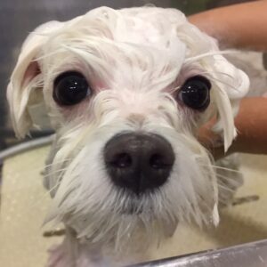 シャンプーマルチーズ