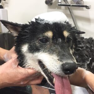 シャンプーしば