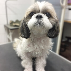 よろしくシーズー