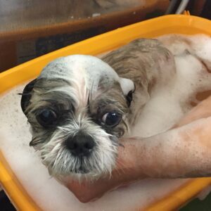 シャンプーシーズー