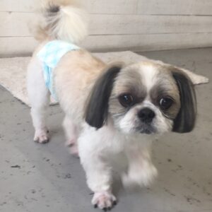 仕上がりシーズー