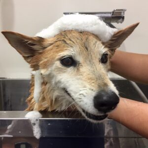 シャンプーミックス