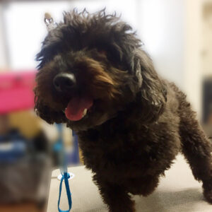 よろしくトイプー