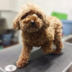 よろしくトイプー