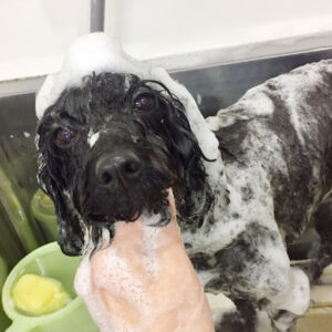 シャンプートイプー