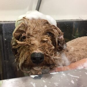 シャンプートイプー