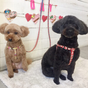 仕上がりトイプー