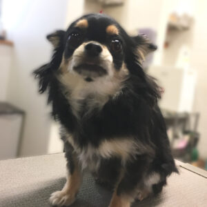 よろしくチワワ