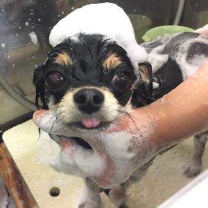 シャンプーチワワ