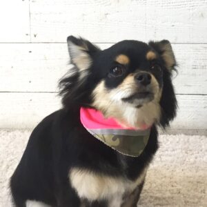 仕上がりチワワ