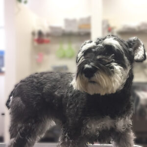 よろしくMシュナ