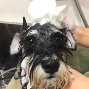 シャンプーMシュナ