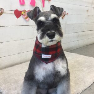 仕上がりMシュナ