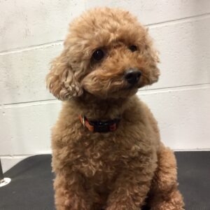 てん子ちゃんカット前