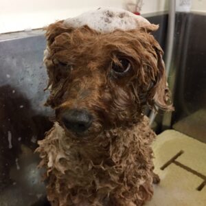 てん子ちゃんシャンプー中