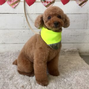 てん子ちゃん施術後