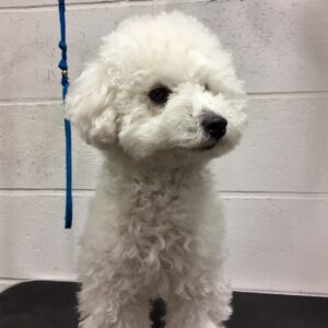 プーちゃんカット前