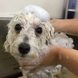 プーちゃんシャンプー中
