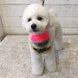 プーちゃん施術後