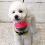 プーちゃんアイキャッチ