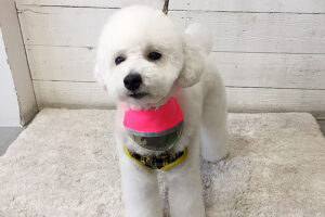 プーちゃんアイキャッチ