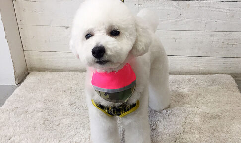 プーちゃんアイキャッチ