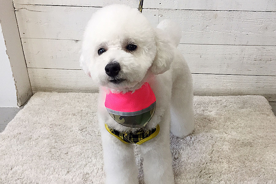 プーちゃんアイキャッチ