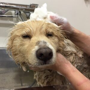 ミキちゃんシャンプー中