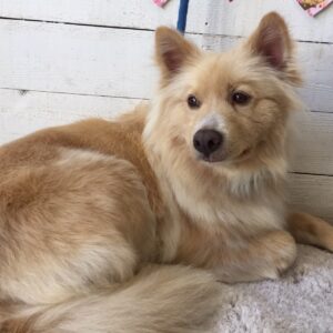 ミキちゃん施術後