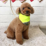 てん子ちゃんアイキャッチ