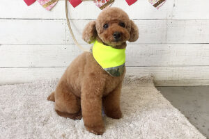 てん子ちゃんアイキャッチ