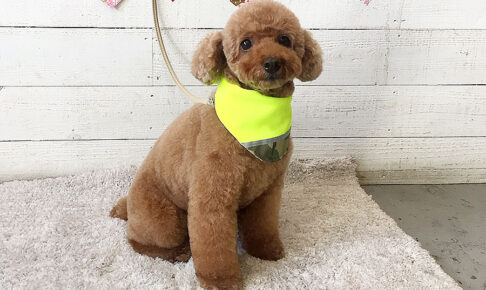 てん子ちゃんアイキャッチ