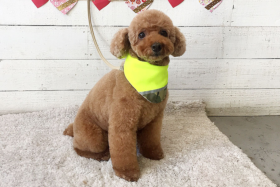 てん子ちゃんアイキャッチ