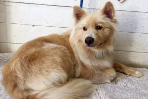 ミキちゃんアイキャッチ