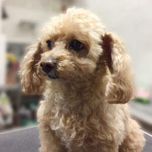 よろしくトイプー