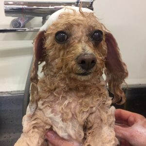 シャンプートイプー