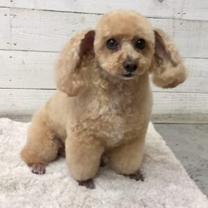 仕上がりトイプー