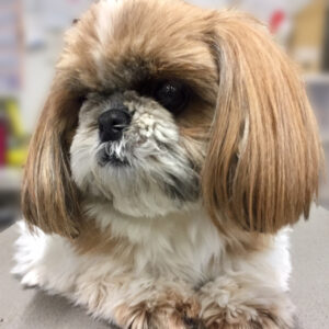 よろしくシーズー