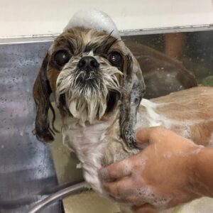 シャンプーシーズー