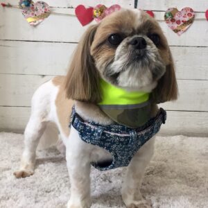 仕上がりシーズー