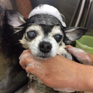 シャンプーチワワ