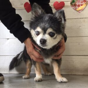 仕上がりチワワ