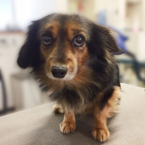 よろしくミックス