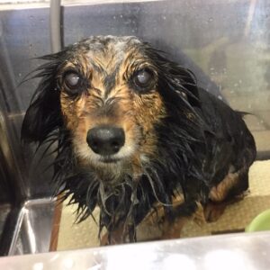 シャンプーミックス