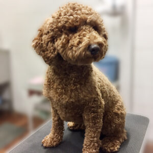 よろしくトイプー